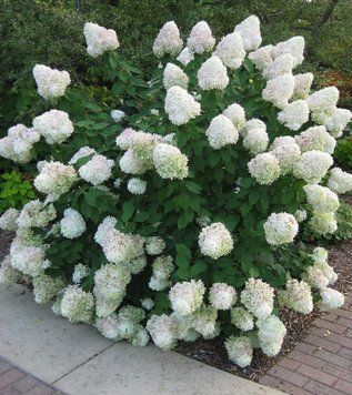 Гортензія волотиста Сільвер Долар. (Hydrangea paniculata Silver Dollar) С10 5-річка CS2739 фото