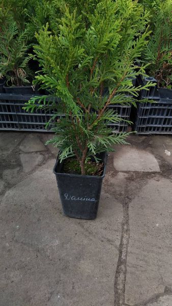 Туя западная Даника C1 (Thuja occidentalis Danica) &mdash; шаровидная карликовая туя 00042 фото
