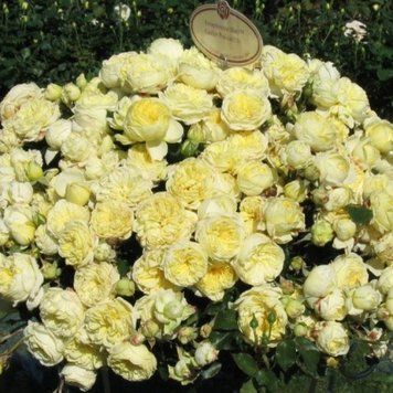 Троянда Кронпринцес Мері. (Kronprinsesse Mary) Флорібунда У КОНТЕЙНЕРІ CS0859 фото