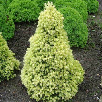 Ель канадская Дейзи Уайт. (Picea glauca Daisy's White) С5 CS2086 фото