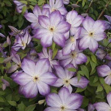 Клематис Перниль. (Clematis Pernille) III группа