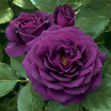Роза Перпл Эден/Эбб Тайд. (Ebb Tide/Purple Eden) Флорибунда в КОНТЕЙНЕРЕ Velet