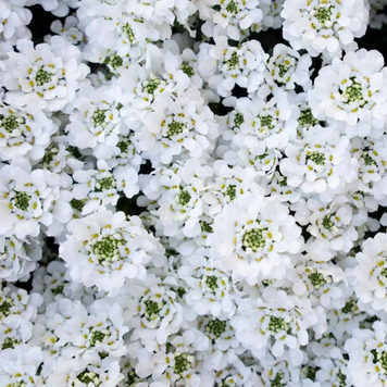 Иберис вечнозеленый сноубол. (Iberis sempervirens Snowball) Р9, Белый V10060 фото
