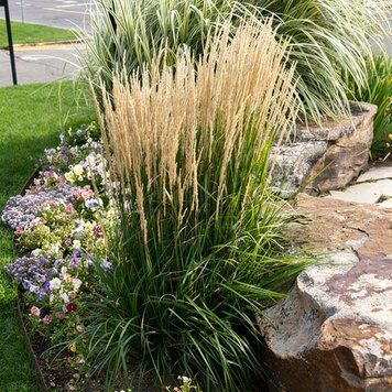 Вейник (куничник) остроцветковый (Calamagrostis acutiflora) декоративный злак в горшке C3 V10404 фото