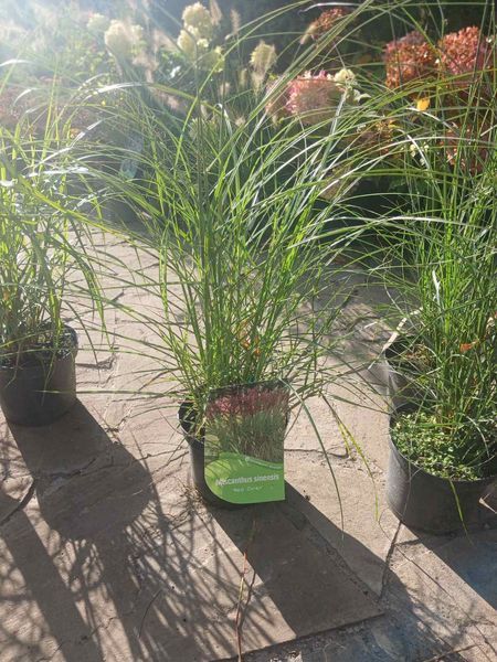 Міскантус китайський &ndash; Miscanthus sinensis &lsquo;Red Chief&rsquo; С3 (H50+cм) V581631 фото