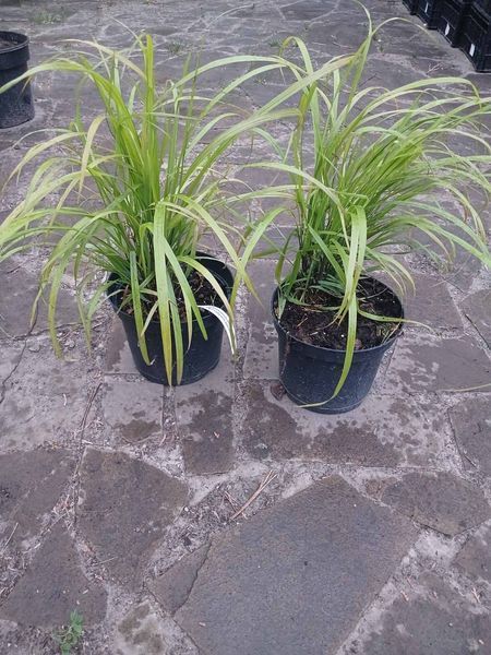 Війник (куничник) гостроквітковий (Calamagrostis acutiflora) декоративний злак в горщику C3 V10404 фото