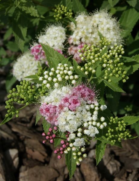 Спірея японська Широбана/Дженпей. (Spiraea Genpei Shirobana/Genpei) P9