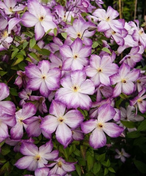 Клематис Перниль. (Clematis Pernille) III группа