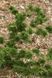 Модрина європейська Крейчі. (Larix decidua Krejci) С5 CS2186 фото 4