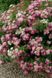 Спірея японська Широбана/Дженпей. (Spiraea Genpei Shirobana/Genpei) P9 V70318 фото 1