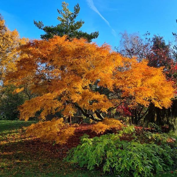 Клен пальмолистный Сейрю. (Acer palmatum Seiryu) C5
