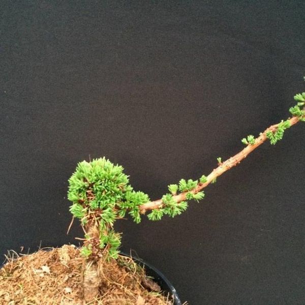 Модрина європейська Крейчі. (Larix decidua Krejci) С5 CS2186 фото