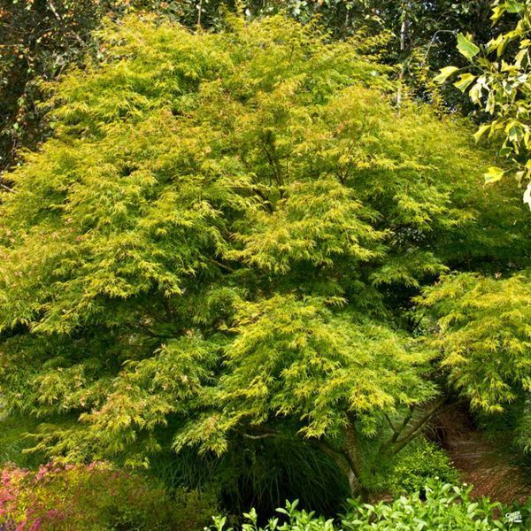 Клен пальмолистный Сейрю. (Acer palmatum Seiryu) C5