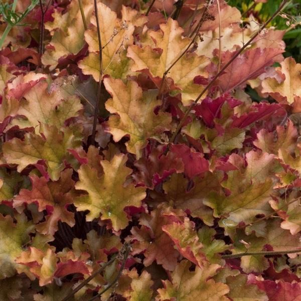 copy_Гейхера Мармелад. (Heuchera Marmalade) Р9 V18031 фото