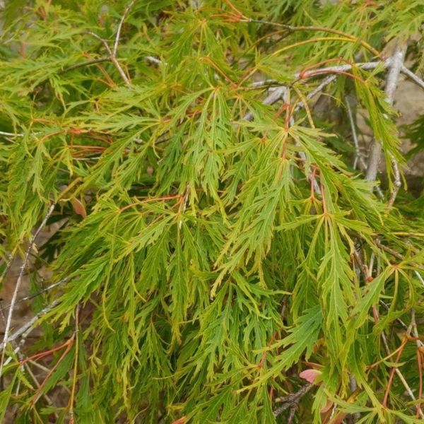 Клен пальмолистный Сейрю. (Acer palmatum Seiryu) C5