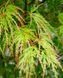 Клен пальмолистный Сейрю. (Acer palmatum Seiryu) C5 CS2839 фото 2