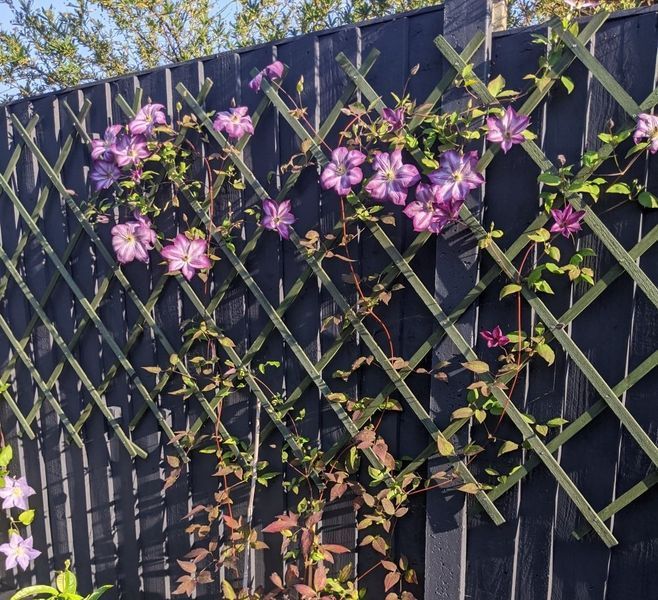 Клематис Перниль. (Clematis Pernille) III группа