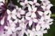 Сирень Персидская. (Syringa persica) CS2939 фото 1