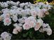 Роза Чандос Бьюти. (Chandos Beauty) Ч/Г CS1259 фото 4