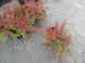 Барбарис Тунберга Корал/Мая. (Berberis thunbergii Coral Maja) С3  CS2489 фото 5