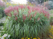 Міскантус китайський &ndash; Miscanthus sinensis &lsquo;Red Chief&rsquo; С3 (H50+cм) V581631 фото 1