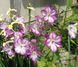 Клематис Перниль. (Clematis Pernille) III группа CS1709 фото 3