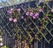 Клематис Перниль. (Clematis Pernille) III группа CS1709 фото 4