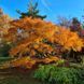 Клен пальмолистный Сейрю. (Acer palmatum Seiryu) C5 CS2839 фото 6