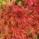 Клен пальмолистный Сейрю. (Acer palmatum Seiryu) C5 CS2839 фото 5