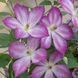 Клематис Перниль. (Clematis Pernille) III группа CS1709 фото 2