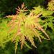 Клен пальмолистный Сейрю. (Acer palmatum Seiryu) C5 CS2839 фото 1