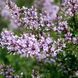 Сирень Персидская. (Syringa persica) CS2939 фото 2