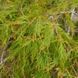 Клен пальмолистный Сейрю. (Acer palmatum Seiryu) C5 CS2839 фото 3