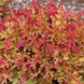 copy_Гейхера Мармелад. (Heuchera Marmalade) Р9 V18031 фото 1