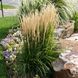 Війник (куничник) гостроквітковий (Calamagrostis acutiflora) декоративний злак в горщику C3 V10404 фото 1
