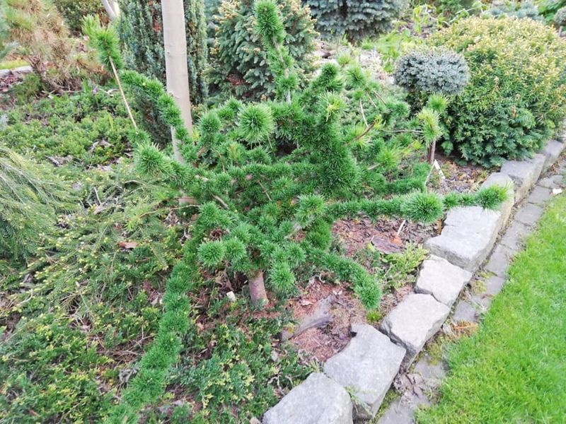 Модрина європейська Крейчі. (Larix decidua Krejci) С5 CS2186 фото