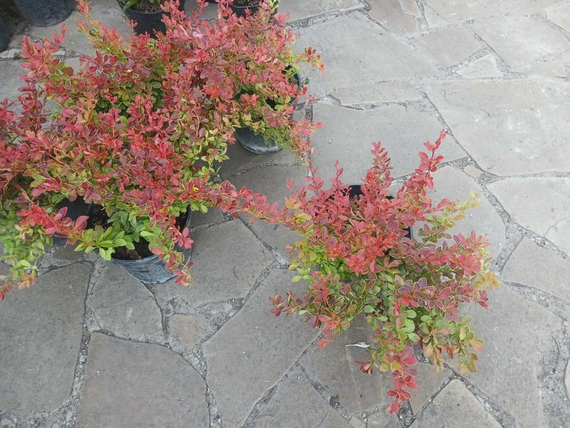 Барбарис Тунберга Корал/Мая. (Berberis thunbergii Coral Maja) С3  CS2489 фото