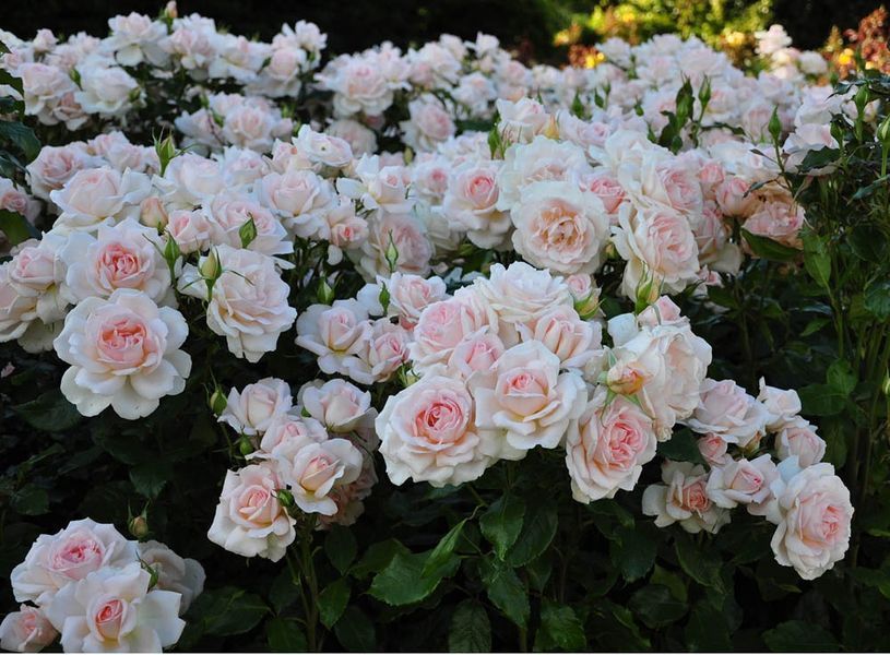 Роза Чандос Бьюти. (Chandos Beauty) Ч/Г CS1259 фото