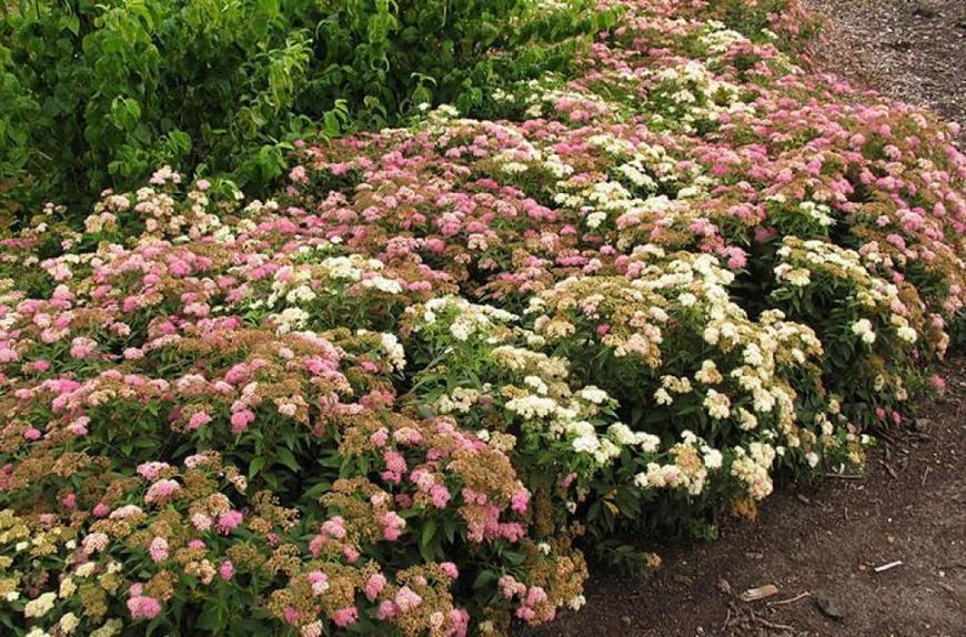 Спірея японська Широбана/Дженпей. (Spiraea Genpei Shirobana/Genpei) P9