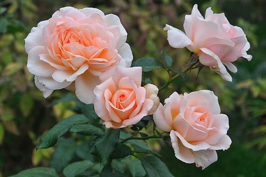 Роза Чандос Бьюти. (Chandos Beauty) Ч/Г CS1259 фото