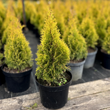 Туя західна Джанет Голд/Голден Смарагд. (Thuja occidentalis Janed Gold) С3 (висота H 20-25 см, горщик 3л) М5404 фото