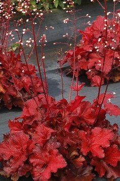 Гейхера гибридная Форевер Ред (Heuchera hybrid Forever Red) декоративное растение в горшке C1.5 V10409 фото