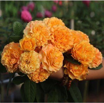 Роза Оранж Рива. (Orange Reeva) Ч/Г