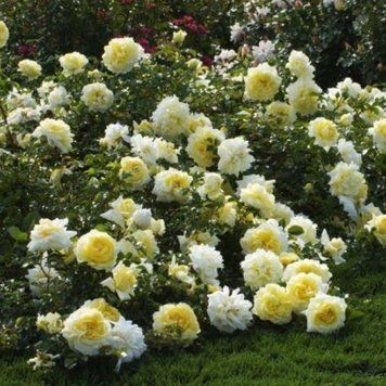 Роза Надя Мейян Декор. (Nadia Meillandecor) Грунтопокрывная в горшке 4л