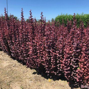 Барбарис тунберга Саммер Чоколет. (Berberis thunbergii Summer Chocolate) С5 V70496 фото