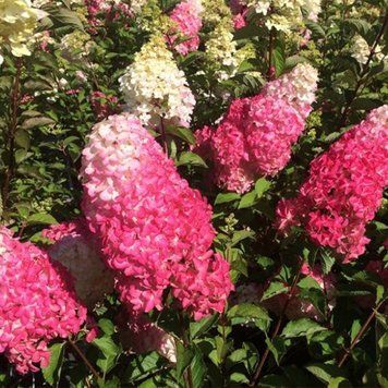 Гортензія волотиста Фрайз Мельба. (Hydrangea paniculata Fraise Melba) С3 CS2695 фото