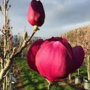 Магнолия Клеопатра. (Magnolia Cleopatra) С7,5 CS2895 фото