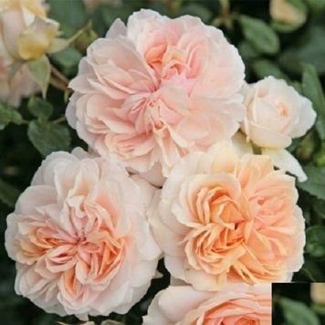 Троянда Крем Фловер Циркус. (Cream Flower Circus/Cream Veranda/Joie de Vivre) Флорібунда CS0865 фото