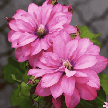 Клематис Пинк Пешн. (Clematis Pink Passion) ІІ группа