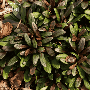 Живучка Чоклед Чип. (Ajuga reptans Chocolate Chip) Р9